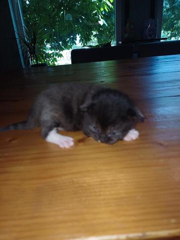 Super mooie kitten beschikbaar voor biedingen