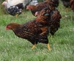 Wyandotte zwart goud gezoomd, Dieren en Toebehoren, Meerdere dieren, Kip
