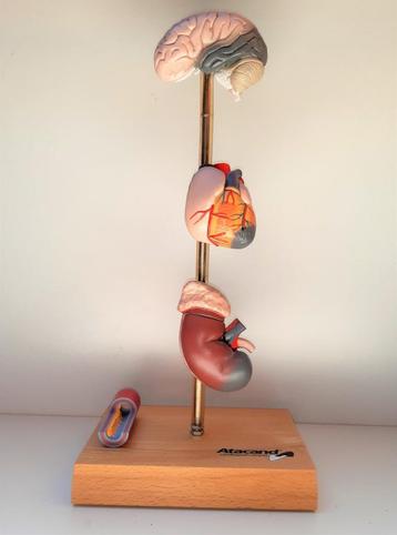anatomisch-medisch model op beukenhouten standaard. beschikbaar voor biedingen