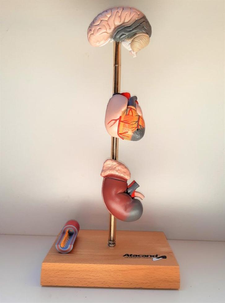 anatomisch-medisch model op beukenhouten standaard., Antiek en Kunst, Curiosa en Brocante, Ophalen of Verzenden