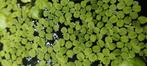 Vlotvaren (Salvinia Minima), Dieren en Toebehoren, Vissen | Aquaria en Toebehoren, Ophalen of Verzenden, Nieuw, Plant(en), Steen of Hout