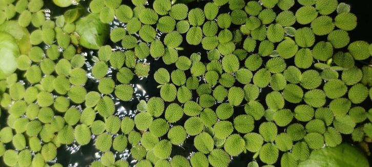 Vlotvaren (Salvinia Minima), Dieren en Toebehoren, Vissen | Aquaria en Toebehoren, Nieuw, Plant(en), Steen of Hout, Ophalen of Verzenden