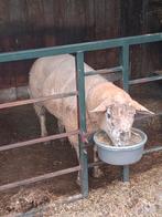 Suffolk dekram, Dieren en Toebehoren, Schapen, Geiten en Varkens, Mannelijk, Schaap