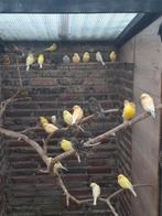 Kanaries, Dieren en Toebehoren, Vogels | Kanaries, Meerdere dieren, Kleurkanarie