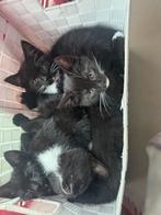 Kittens te koop, Dieren en Toebehoren, Katten en Kittens | Overige Katten, Meerdere dieren