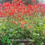 Geum chiloense 'Mrs. Bradshaw' Nagelkruid Vasteplanten, Tuin en Terras, Ophalen of Verzenden, Zomer, Overige soorten, Volle zon