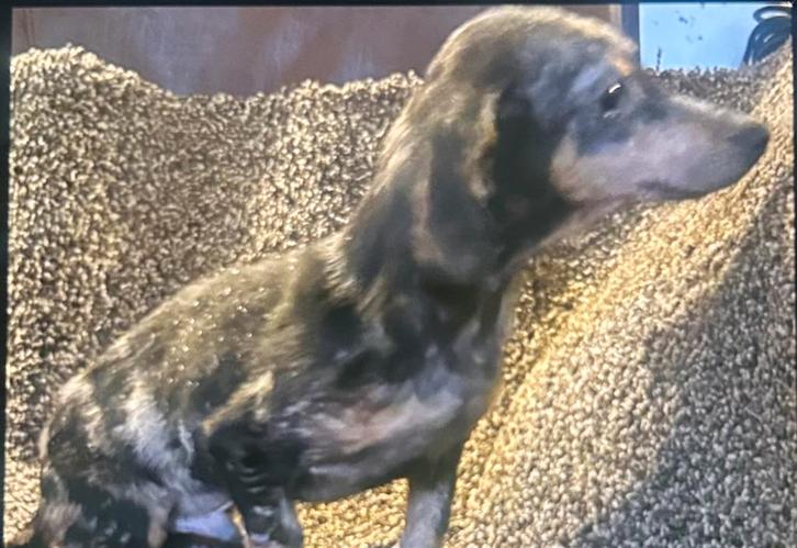 Teckel pup, Dieren en Toebehoren, Honden | Teckels en Dashonden, Reu, Korthaar, Standaard, Particulier, Eén hond, Nederland, 8 tot 15 weken