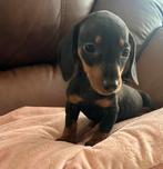 Teckel puppy teefje, Dieren en Toebehoren, Honden | Teckels en Dashonden, CDV (hondenziekte), 8 tot 15 weken, Korthaar, Teef