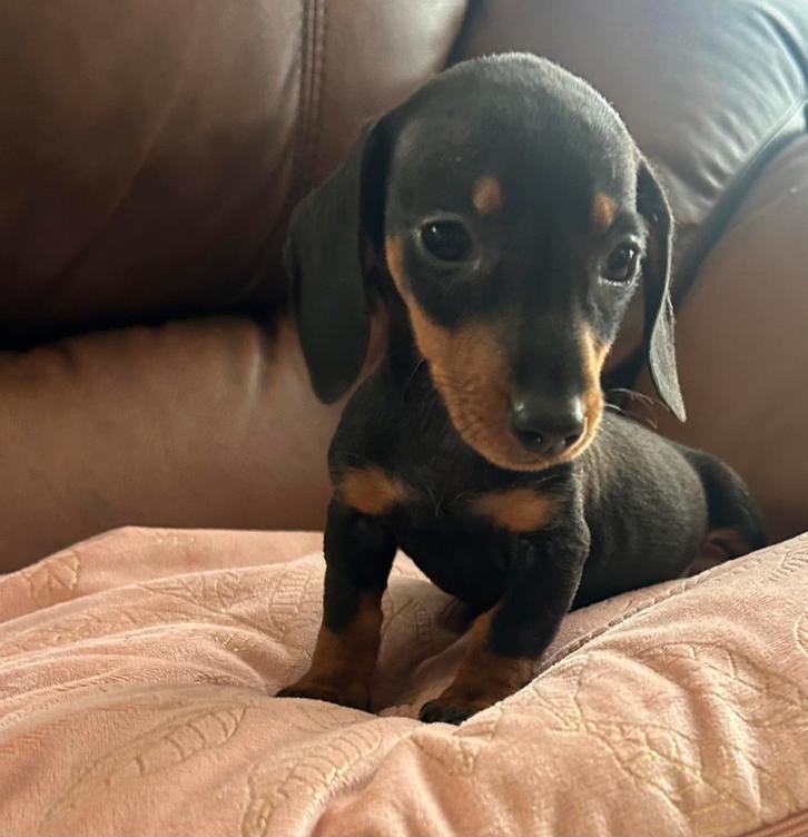 Teckel puppy teefje, Dieren en Toebehoren, Honden | Teckels en Dashonden, Teef, Korthaar, Dwerg, Particulier, Eén hond, Nederland