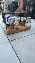 Hamster kooi, Kooi, Minder dan 75 cm, Zo goed als nieuw, Hamster