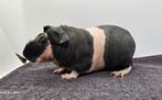 Mooie, forse driekleur skinny, Dieren en Toebehoren, Knaagdieren, Cavia, Mannelijk, Januari, Tam
