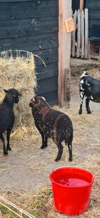 Bokje ouessant, Dieren en Toebehoren, Schapen, Geiten en Varkens, Mannelijk, Geit