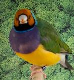 Koppel gouldamadines, Dieren en Toebehoren, Vogels | Overige Vogels, Meerdere dieren, Roofvogel, Geringd