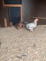 Jonge cream legbar kippen, Meerdere dieren, Kip