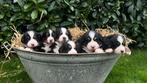 Berner Sennen pups (ALLE PUPS ZIJN GERESERVEERD), Rabiës (hondsdolheid), Meerdere, 8 tot 15 weken, Sennenhond