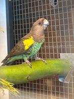 Poicephalus Meyeri, Dieren en Toebehoren, Mannelijk, Papegaai, Geringd