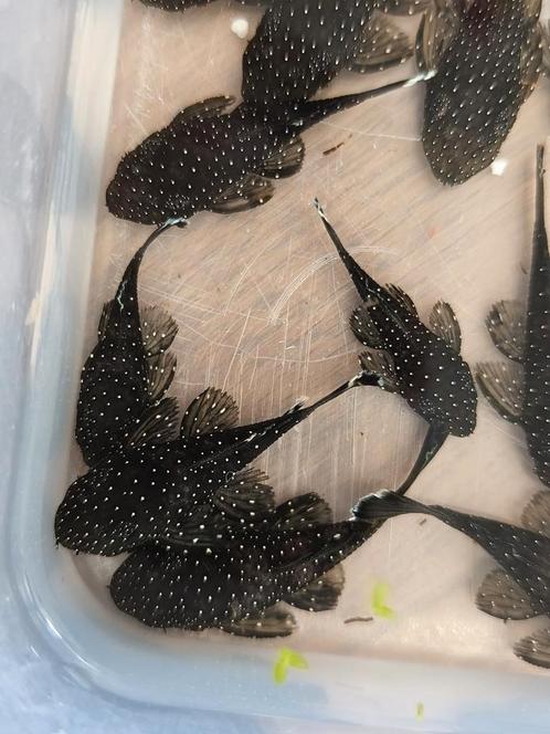Jonge algeneters L-059, Dieren en Toebehoren, Vissen | Aquariumvissen, Zoetwatervis, Vis