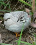 GEZOCHT: broedeieren Chinese dwergkwartels, Dieren en Toebehoren, Geslacht onbekend, Overige soorten