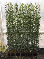 Kant en klaar Schutting - Hedera rek - Schutting groen, Ophalen of Verzenden, IJzer, Minder dan 3 meter, 1 tot 2 meter