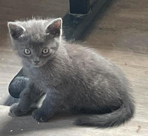 Kruising blauwe rus/Europese korthaar, Dieren en Toebehoren, Katten en Kittens | Raskatten | Korthaar, Meerdere dieren, Ontwormd
