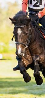 Hoofdstel tussen maat shet en maat pony, Ophalen of Verzenden, Gebruikt