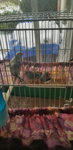 5 stuks  jonge  zebravinken met kooi te koop, Ophalen of Verzenden, Metaal, Vogelkooi