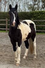 Donkerbruin bond barok pinto merie veulen, Dieren en Toebehoren, Paarden, Merrie, Minder dan 160 cm, Met stamboom, 0 tot 2 jaar