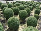 Buxus bollen in diverse maten 20cm t/m 90cm vanaf €5,-, Ophalen, Vaste plant, Overige soorten
