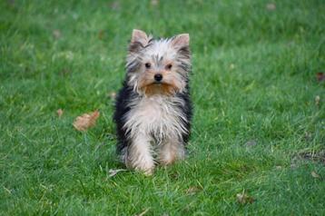 Yorkshire Terriër pups te koop  beschikbaar voor biedingen