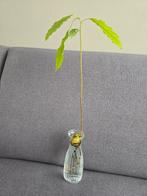 Avocado Plant in Vaas - Groene Decoratie, Ophalen, Nieuw, Glas, Minder dan 50 cm
