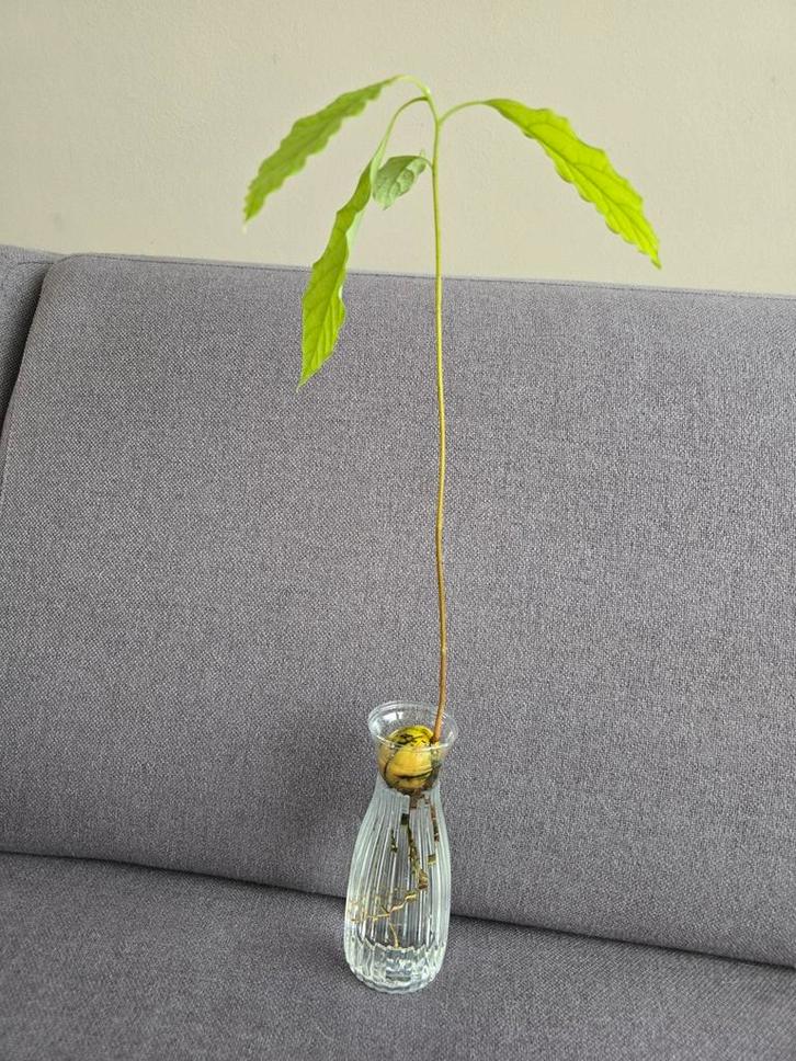 Avocado Plant in Vaas - Groene Decoratie, Huis en Inrichting, Woonaccessoires | Vazen, Nieuw, Groen, Minder dan 50 cm, Glas, Ophalen