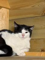 Twee lieve kittens zoeken samen een nieuw gouden mandje 💕🐱, Kater