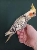 Hele tamme Baby Valkparkieten, Dieren en Toebehoren, Vogels | Parkieten en Papegaaien, Geslacht onbekend, Parkiet, Tam