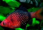 Puntius nigrofasciatus - Purperkop - Koidreams Valburg, Vis, Zoetwatervis