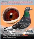 Kweekduivin Mijnis Gijsen, Dieren en Toebehoren, Vrouwelijk