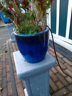 Tuinplanten, Tuin en Terras, Planten | Tuinplanten, Volle zon, Vaste plant, Zomer, Ophalen