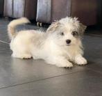 Boomer pup, CDV (hondenziekte), 8 tot 15 weken, Eén hond, Nederland