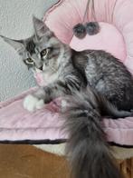 Maine coons -laatste poesje met  stamboom, Dieren en Toebehoren, Katten en Kittens | Raskatten | Langhaar, Meerdere dieren, Gechipt