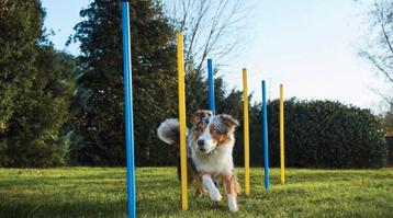 Slalom paaltjes behendigheid agility beschikbaar voor biedingen