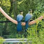 Witwangtoerako, Dieren en Toebehoren, Mannelijk, Tropenvogel, Geringd