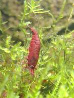 Laatste 50 bloody Mary neocaridina garnalen, Kreeft, Krab of Garnaal