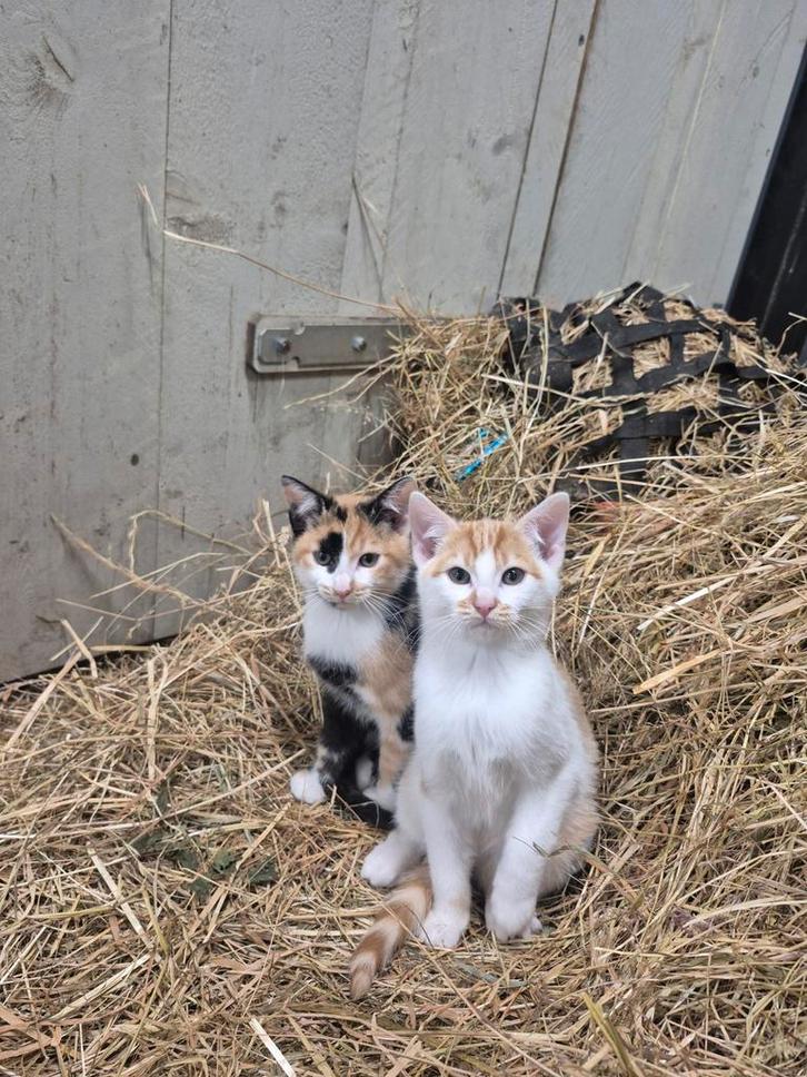 Kater kitten rood wit, Dieren en Toebehoren, Katten en Kittens | Overige Katten, Kater