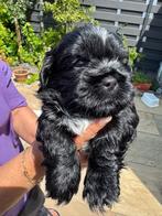 Boomer pups, Dieren en Toebehoren, 8 tot 15 weken, Meerdere, Meerdere dieren, Klein