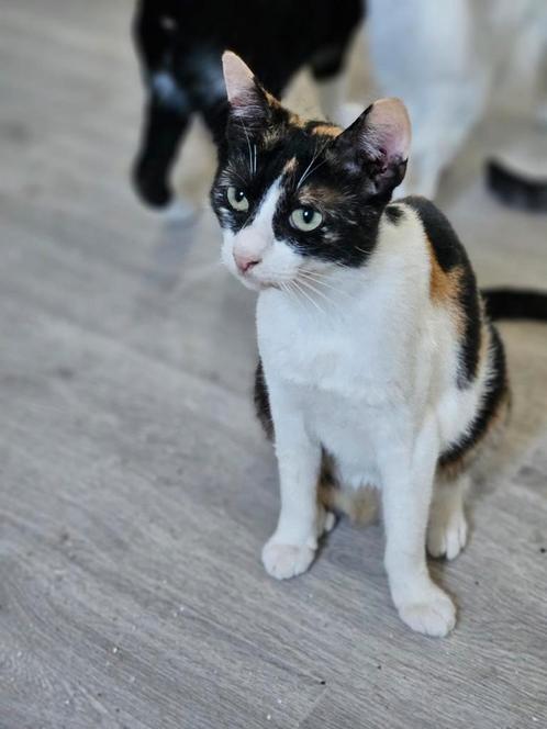 Sterre zoekt een baasje, Dieren en Toebehoren, Katten en Kittens | Overige Katten, Kortharig, Poes, 0 tot 2 jaar