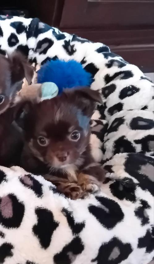 Prachtige chihuahua reutje, Dieren en Toebehoren, Honden | Chihuahua's en Gezelschapshonden, Reu, Chihuahua, Particulier, Meerdere