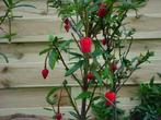 Crinodendron hookerianum Chileense lantaarnstruik rode bloem, Overige soorten, Volle zon, Vaste plant, Ophalen of Verzenden