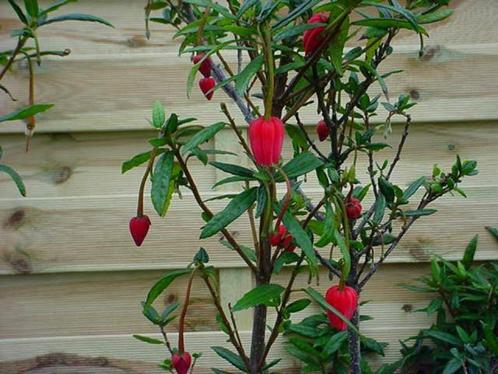 Crinodendron hookerianum Chileense lantaarnstruik rode bloem, Tuin en Terras, Planten | Tuinplanten, Vaste plant, Overige soorten