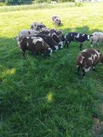 Te koop: mooie makke bonte dekrammen, Dieren en Toebehoren, Schapen, Geiten en Varkens, Mannelijk, Schaap, 0 tot 2 jaar