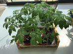 Tomaten planten, Ophalen, Volle zon, Groenteplanten, Eenjarig