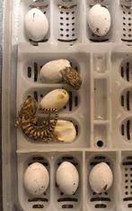 Nieuw..!! Baby dwerg baardagaam - pogona henrylawsoni, Hagedis, Tam, 0 tot 2 jaar